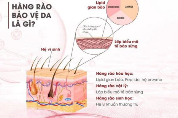 hang rao bao ve da la gi